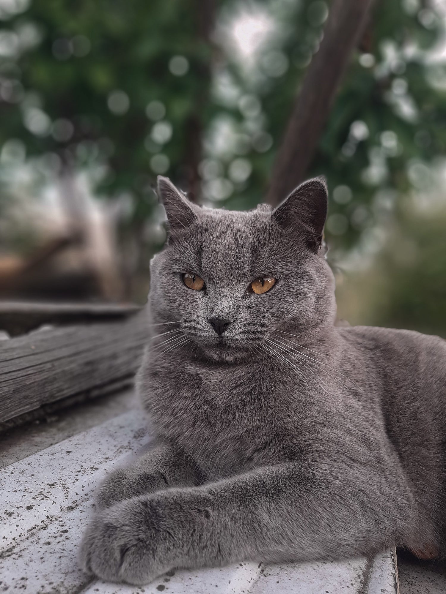 For Cats